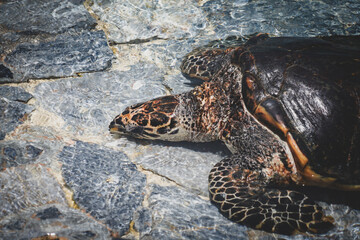 the sea turtle on the stone with dramatic tone