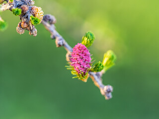 Larch tree fresh pink cones blossom at spring on nature background