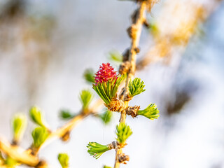 Larch tree fresh pink cones blossom at spring on nature background