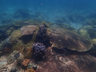 Coral found at coral reef area in Lang Tengah Island, Malaysia