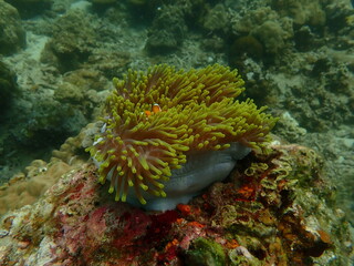 Coral found at coral reef area in Lang Tengah Island, Malaysia
