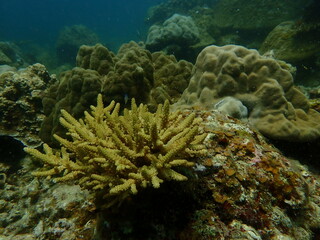 Coral found at coral reef area in Lang Tengah Island, Malaysia