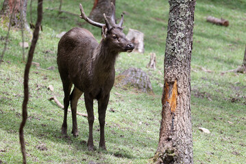 deer in the woods