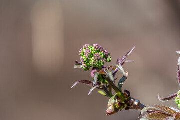 Small buds of sambucus racemosa in early spring time.