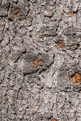 Bark texture and background of a old fir tree trunk. Detailed bark texture. Natural background