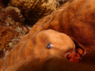 Coral found at coral reef area in Lang Tengah Island, Malaysia