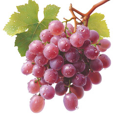 Fresh Grapes with Water Droplets on a Vine with Green Leaves