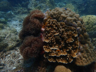Coral found at coral reef area in Lang Tengah Island, Malaysia