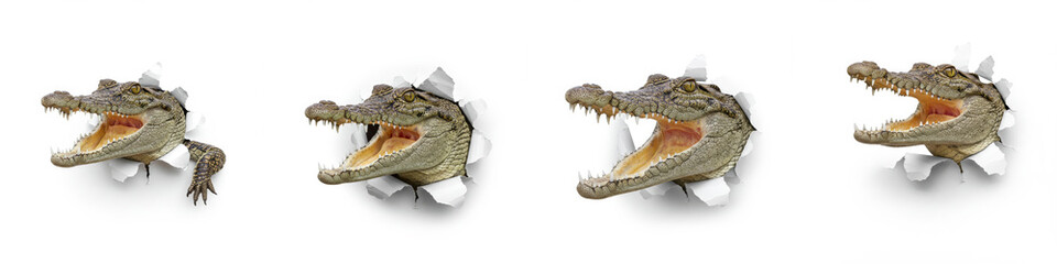 Fototapeta premium Crocodiles Breaking Through Paper - Four crocodiles of varying sizes burst through white paper, symbolizing power, breakthrough, wildness, danger, and unexpected emergence