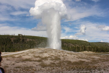 Geyser erupts majestically in Yellowstone National Park on a clear sunny day with lush greenery in the background