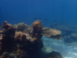 Coral found at coral reef area in Lang Tengah Island, Malaysia