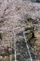 Branch of an cherry tree in bloom