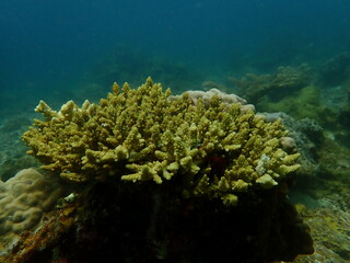 Coral found at coral reef area in Lang Tengah Island, Malaysia