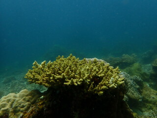 Coral found at coral reef area in Lang Tengah Island, Malaysia