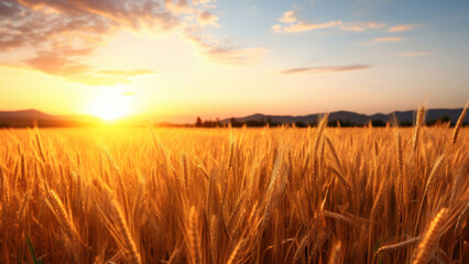 Field agriculture landscape outdoors.