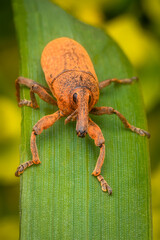 Macrophotography of an orange weevil (Lixus bardanae) on a green leaf.
