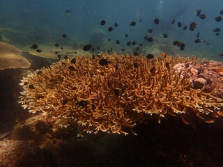 Coral found at coral reef area in Lang Tengah Island, Malaysia