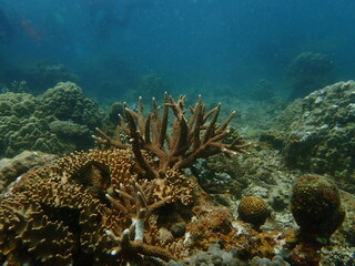 Coral found at coral reef area in Lang Tengah Island, Malaysia