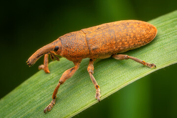 Macrophotography of an orange weevil (Lixus bardanae) on a green leaf.