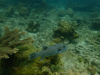 Coral found at coral reef area in Lang Tengah Island, Malaysia