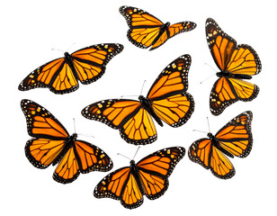 Obraz premium Colorful monarch butterflies in flight.