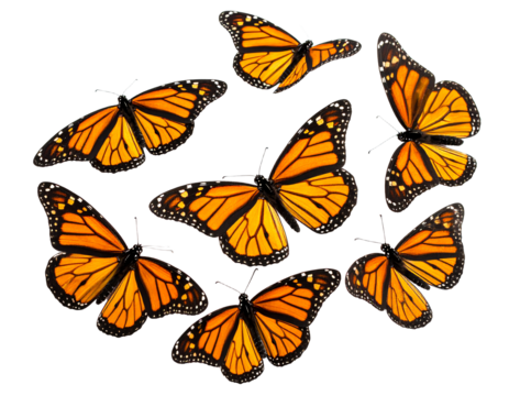 Colorful monarch butterflies in flight.
