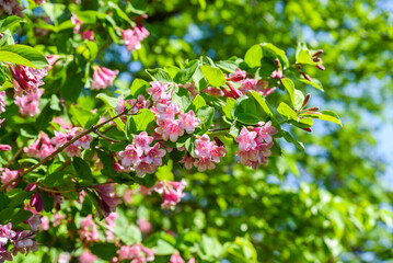 Fototapeta premium Close view of pink Weigela florida branch full of blossoms, captured in natural light without sky, showing floral texture and seasonal garden beauty.