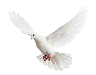 Obraz premium A graceful white bird in mid-flight.