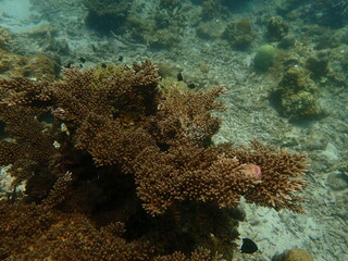 Coral found at coral reef area in Lang Tengah Island, Malaysia