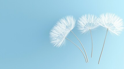 Obraz premium Four white dandelion seed heads against a plain soft blue background