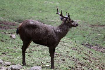 deer in the woods