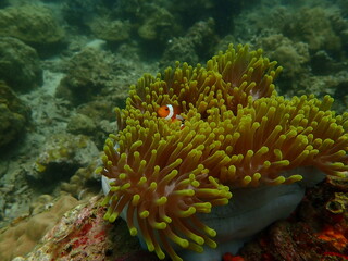 Coral found at coral reef area in Lang Tengah Island, Malaysia
