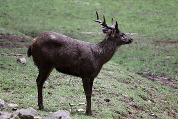 deer in the woods