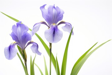Iris virginica blossom flower petal.