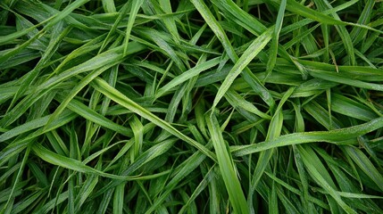 Close up photograph of lush green blades of fresh grass