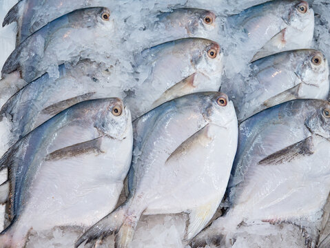 Fresh raw of butterfish or white pomfret fish on ice at the seafood market &ndash; close-up view.