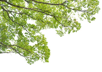 前景のクスノキ