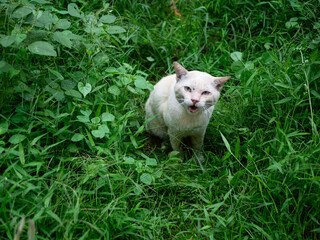 orange cat sit in fresh green garden after rain.