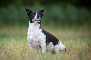 Jack Russell Terrier in Natural Landscape