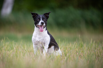 Jack Russell Terrier in Natural Landscape