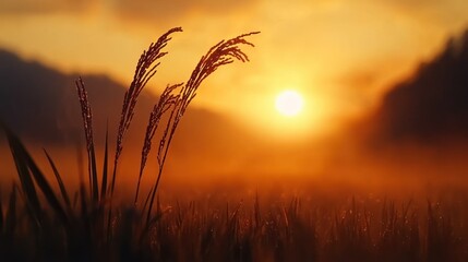The sun sets over a field of tall grass at twilight