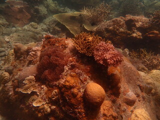 Coral found at coral reef area in Lang Tengah Island, Malaysia
