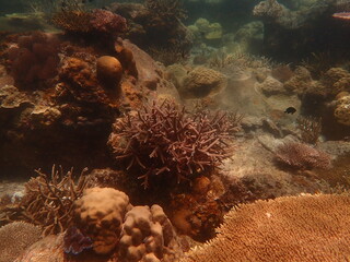 Coral found at coral reef area in Lang Tengah Island, Malaysia