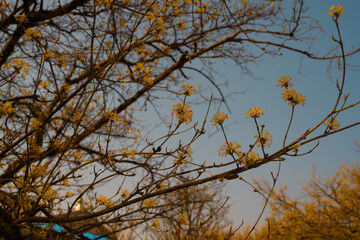 Cornelian cherry, yellow flowers, spring flowers, blue sky