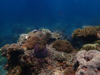 Coral found at coral reef area in Lang Tengah Island, Malaysia