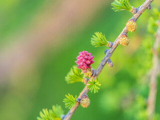 Larch tree fresh pink cones blossom at spring on nature background