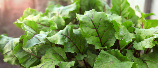 Young beets growing in the garden, close-up of beet leaves.