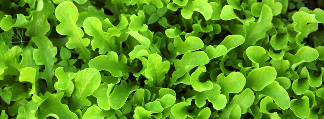 Fresh green lettuce leaves on a plantation in a greenhouse, close-up. 