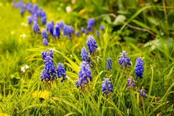 Beautiful Grape Hyacinth Flowers on a Sunny Summer Day close up