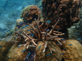 Coral found at coral reef area in Lang Tengah Island, Malaysia